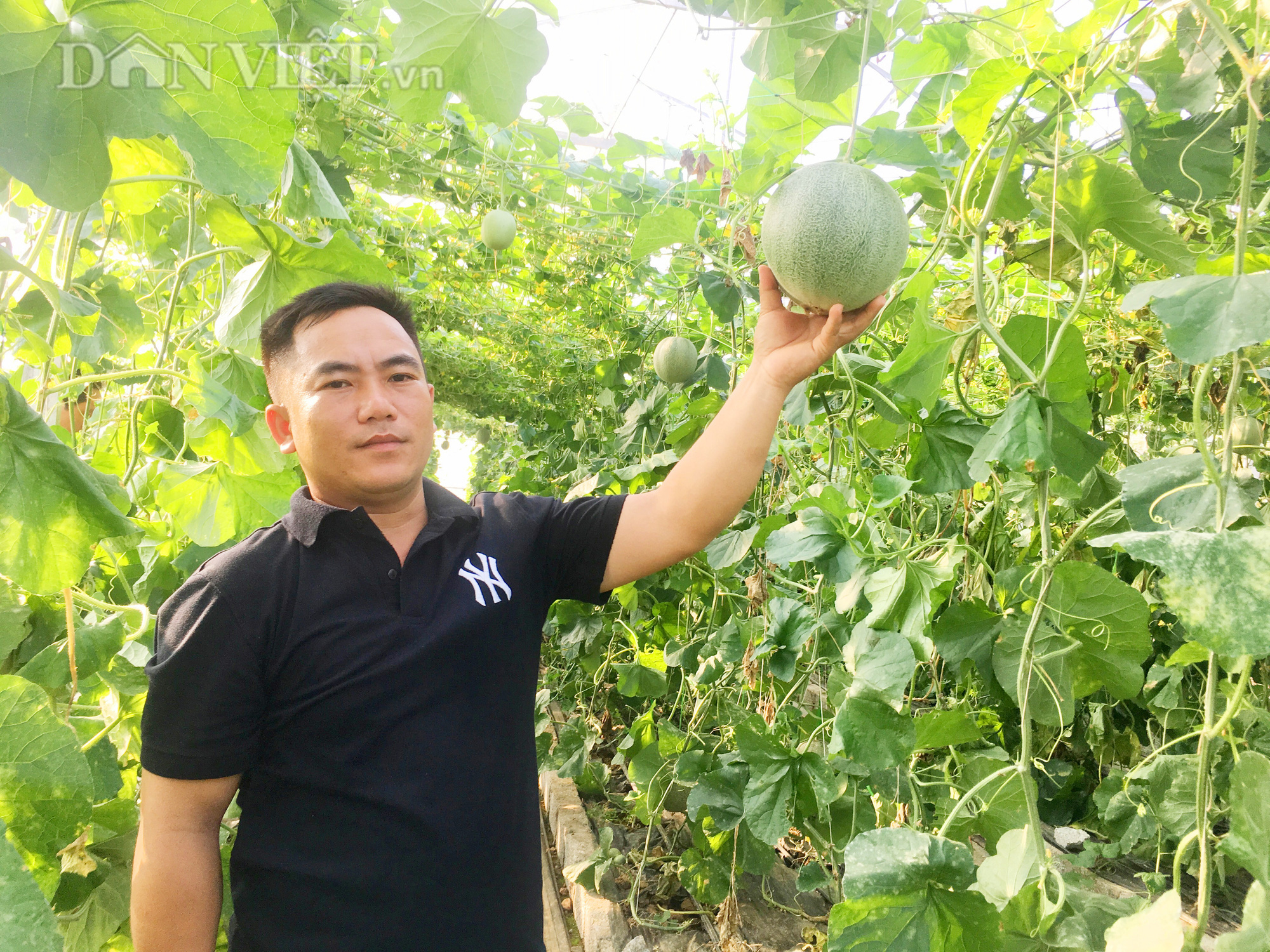 Anh Nguyễn Văn Tấn, xã Hóa Thanh, huyện Minh Hóa (tỉnh Quảng Bình) thành công với mô hình trồng dưa lưới. Ảnh: PV