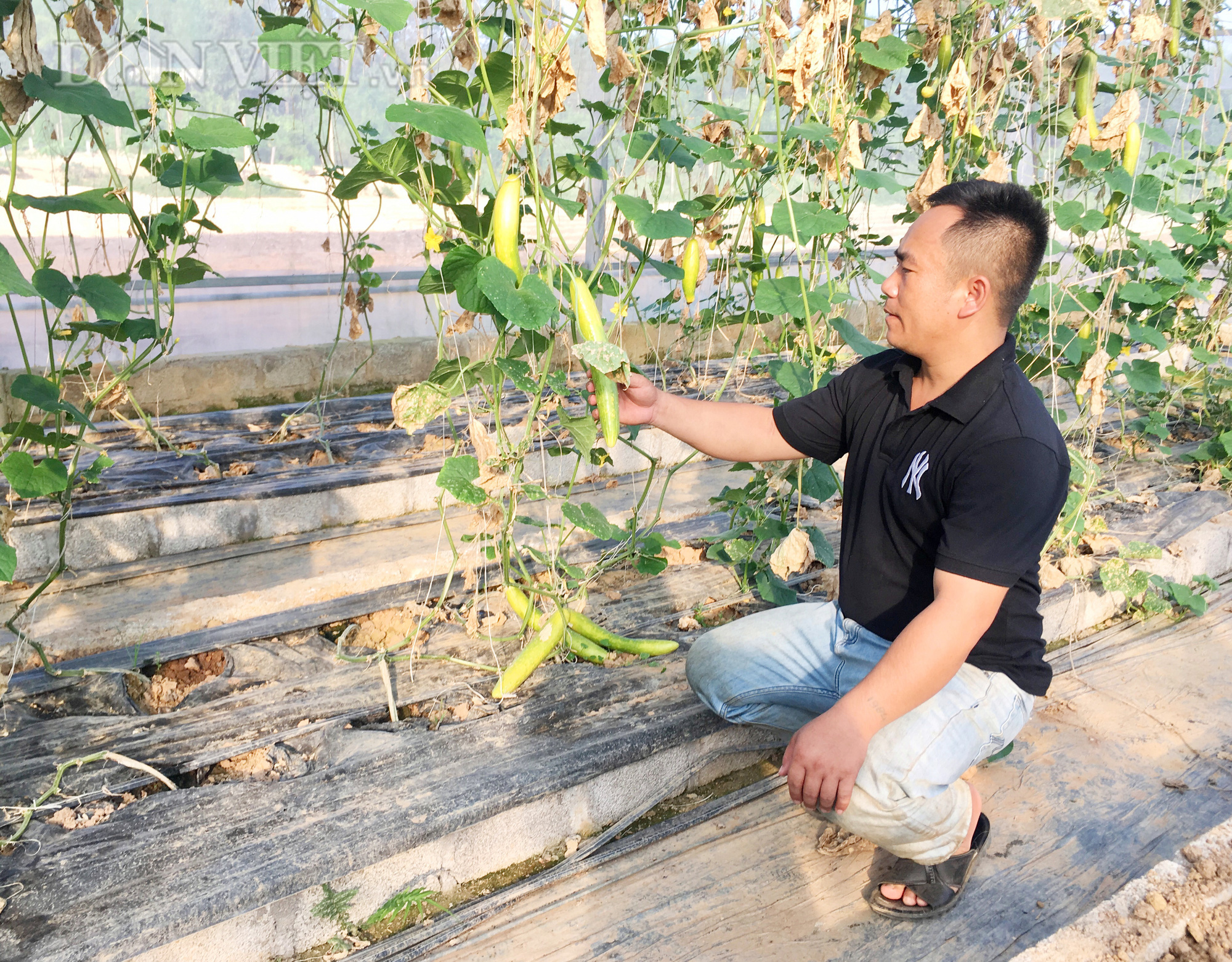 Anh Nguyễn Văn Tấn luôn chú trọng áp dụng tiến bộ khoa học kỹ thuật vào mô hình trồng dưa lưới và một số loại rau, củ, quả khác Ảnh: PV