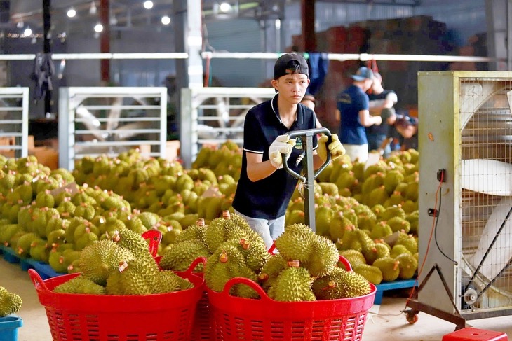 Không để sầu riêng trở thành... 'sầu chung'