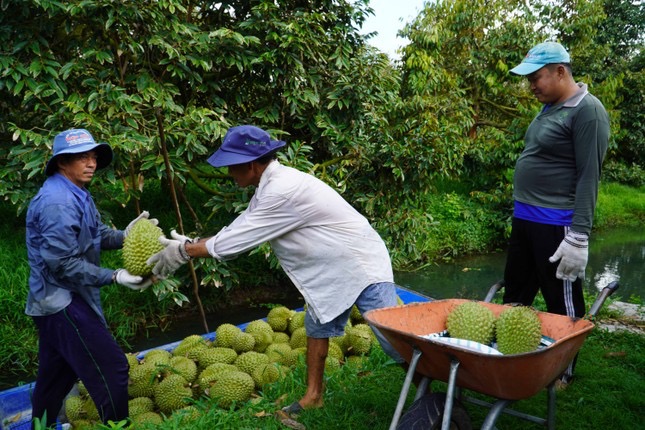 Đại phẫu 'vua' trái cây tỷ USD: Loay hoay giữa ma trận tiêu chuẩn