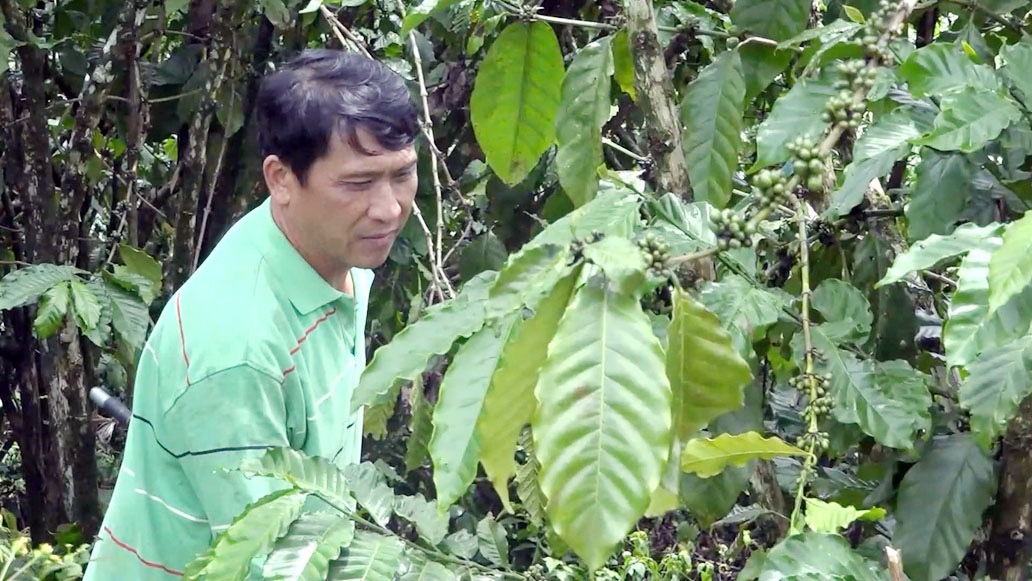 Anh Thành chăm sóc vườn cà phê Anh Thành chăm sóc vườn cà phê