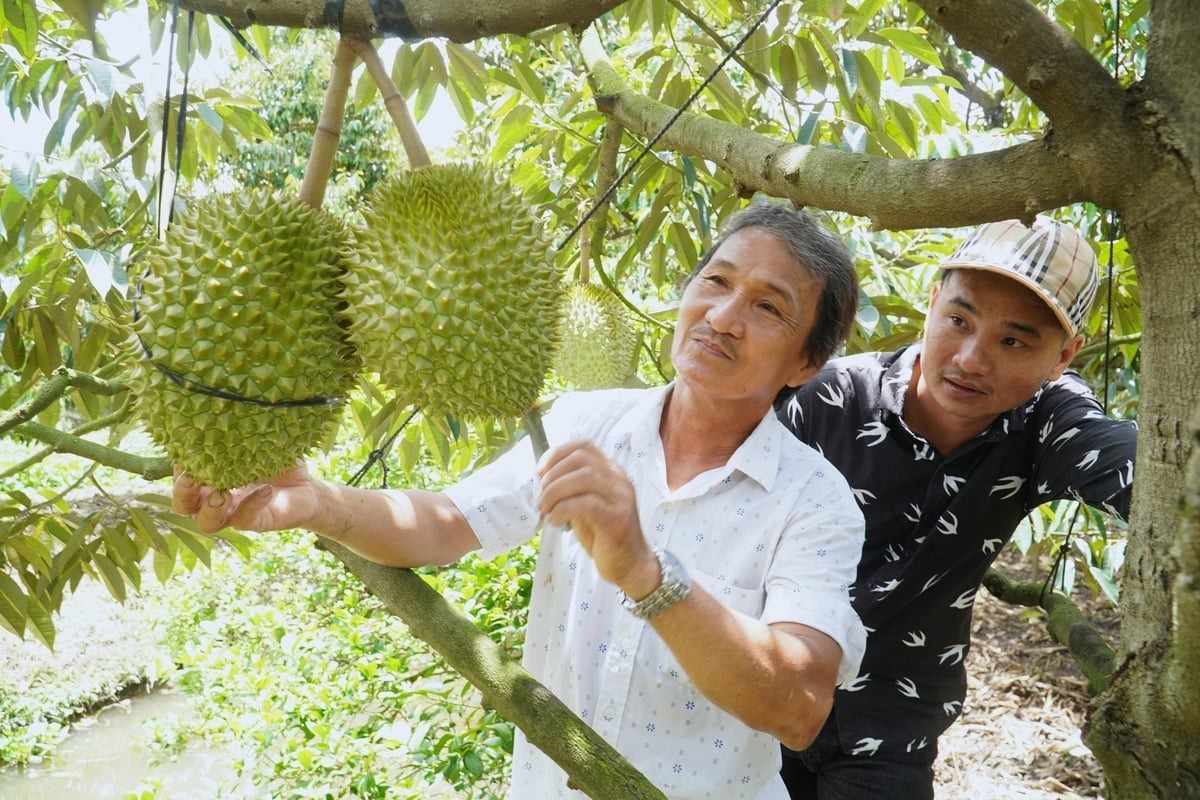 Chuyên gia thông tin bất ngờ về nguyên nhân gây tồn dư Cadimi trên sầu riêng