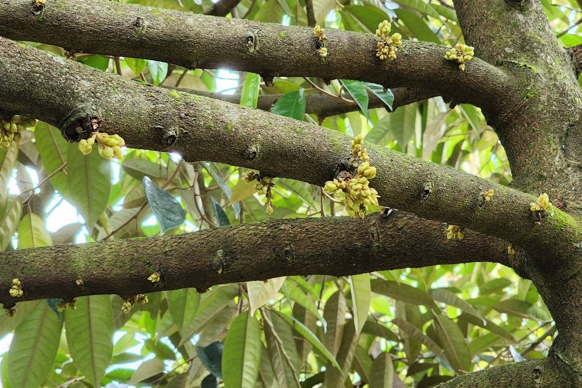 Phân lân được sử dụng nhiều để kích thích sầu riêng ra hoa, đây là một trong những nguyên nhân gây tồn dư Cadimi. Ảnh: Kim Anh. Phân lân được sử dụng nhiều để kích thích sầu riêng ra hoa, đây là một trong những nguyên nhân gây tồn dư Cadimi. Ảnh: Kim Anh.