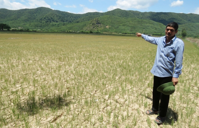 Quảng Bình - Nước mặn dâng, lúa khô quắt đồng