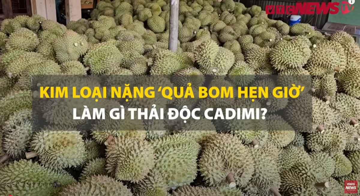 Cadimi ‘quả bom hẹn giờ’: Sầu riêng Việt có nguy cơ ‘chết yểu’ trên thị trường thế giới