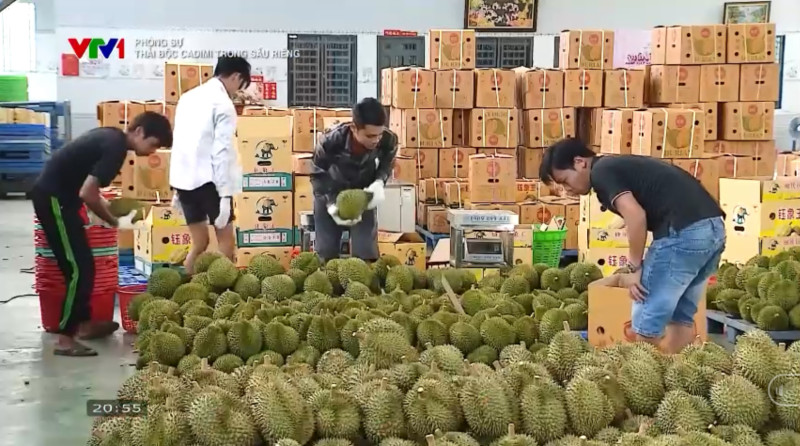 VTV1 Phóng sự: Thải độc cadimi trong sầu riêng