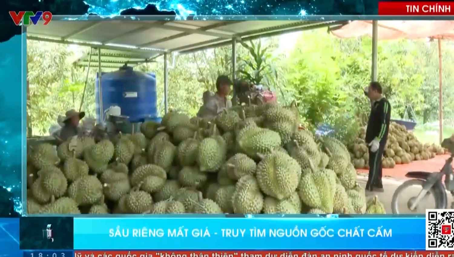 Bản tin VTV9: Truy tìm nguồn gốc cadimi trong sầu riêng