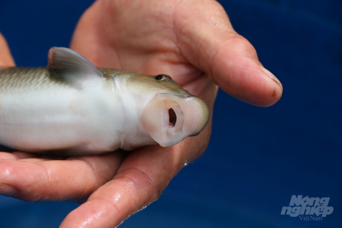 Người sở hữu 2.000 con cá có 'đôi môi thiên thần'