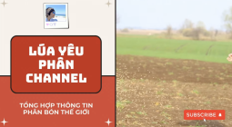 Phân bón thế giới 12/4/2025 khi tất cả đều tăng?