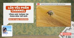 Phân bón thế giới 14/01/2024 - urea quay đầu
