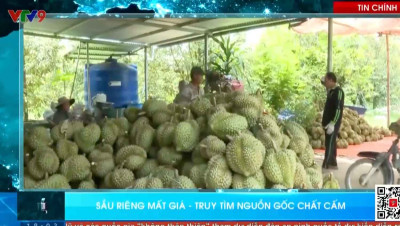 Bản tin VTV9: Truy tìm nguồn gốc cadimi trong sầu riêng