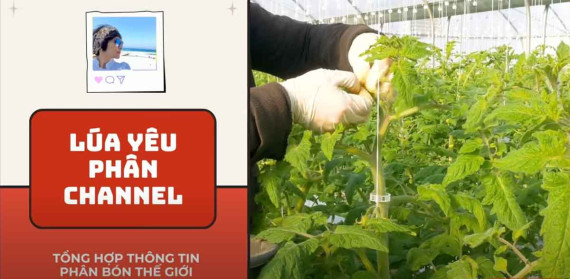 Phân bón thế giới 01/6/2025 - kali không giảm thì tăng thôi!
